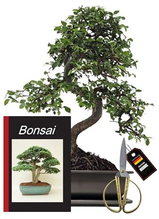 Genki-Bonsai Bonsai-Starterset Chinesische Ulme – 4-teiliges Indoor-Komplettset mit Schere, Untersetzer & Bonsaibuch – pflegeleichter Zimmerbonsai für Anfänger & Fortgeschrittene
