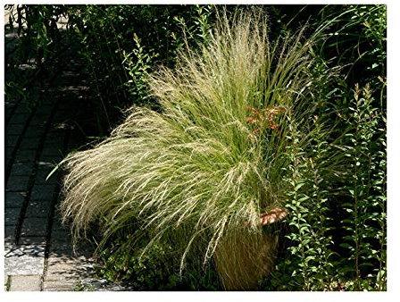 RP Seeds Stipa tenuissima Pony Tails - 25 Seeds