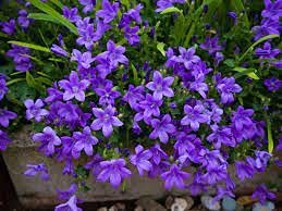 10 Campanula Flower Seeds: Only Seeds