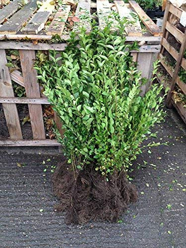 50 Green Privet Hedging Plants 2-3ft (60-90cm) Ligustrum ovalifolium