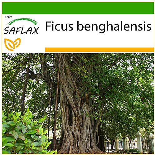 SAFLAX - Figuier des banians - 20 graines - Avec substrat - Ficus benghalensis