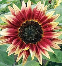 Just Seed - Flower - Sunflower - Ruby Eclipse - 10 Seeds