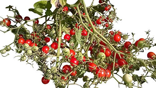 Johannisbeertomate -Wildtomate,Buschtomate- 10 Samen RARITÄT