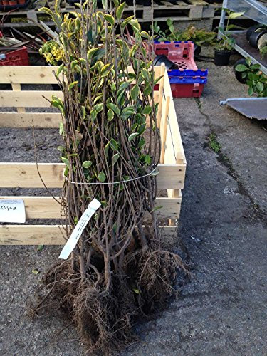 5 Golden Privet 2-3ft (60-90cm) Variegated Gold Hedging Ligustrum ovalifolium 'Aureum'