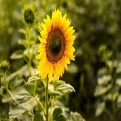 Graines de fleurs d'hélianthus jaunes fraîches, 50 pièces