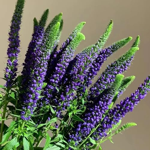 Semi di salvia, Semi di Salvia japonica, rare orto di da giardino resistenti 350pcs