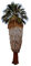 Washington Palme (Washingtonia filifera) 100 frische Samen (Winterharte Palme)