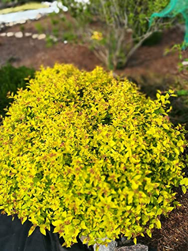Stauden Gänge 1 x Spiraea japonica 'Golden Princess' (Gehölz/Heckenpflanze/Winterhart/Mehrjährig/Bodendecker) Gelbe Zwergspiere - Goldgelbes Laub trifft zarte Blütenpracht - Blühende Hecke