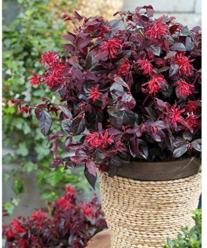 Loropetalum Hardy Shrub Evergreen Garden Plant 'Ever Red' 2X 9cm Pot by Thompson and Morgan (2)