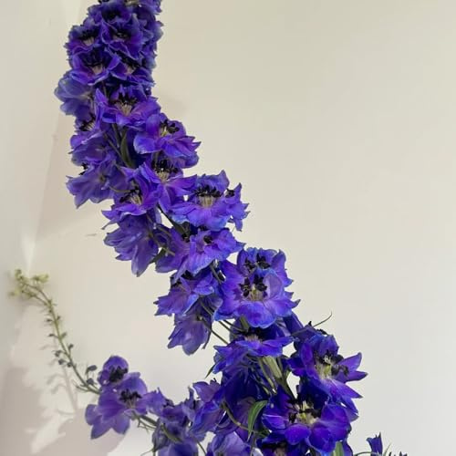 delphinium - Delphinium - de interior raras resistentes en macetas al aire libre Semillas de cobertura del suelo, resistentes al invierno, 900semillas