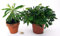 MIMOSA PUDICA und BIOPHYTUM SENSITIVUM, echte Pflanzen