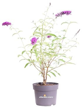 Pianta di Buddleja Davidii Albero delle Farfalle pianta ornamentale da esterno pianta vera da fiore vari colori venduta da eGarden.store (Buddleja Davidii Royal Red)