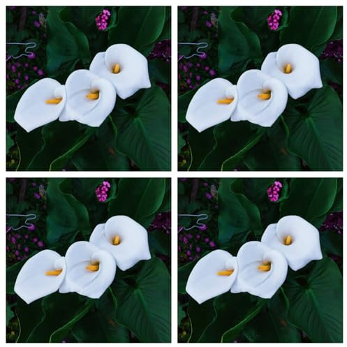 Bulbi di Calla Decorativi in ​​Vaso per Balcone, Coloratissimi Gigli di Calla-4bulbi-F