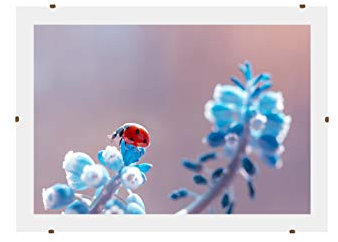 Online-GalleryKing Cornice a clip senza cornice 50x75 cm con vetro acrilico antiriflesso | Cornice portafoto | Foto | Poster | collage | cornice | Tutte le taglie