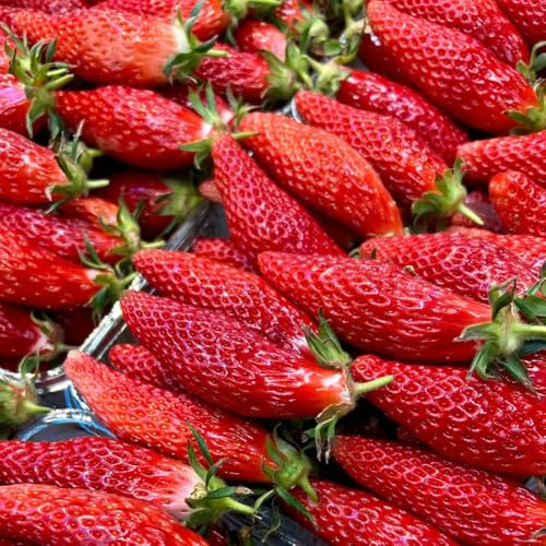 semi di fragola biologici - balcone resistenti giardino 1000pcs