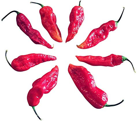 20 x Naga Jolokia piment graines