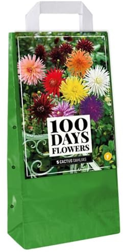 Jub - 5 Bulbes Dahlias Cactus