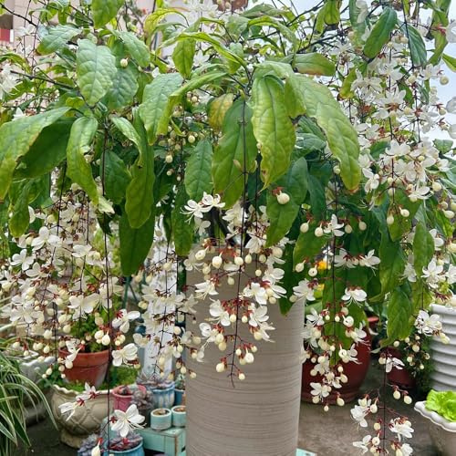semi di gelsomino resistenti, arbusti resistenti in vaso rare balcone gelsomino perenni 80pcs