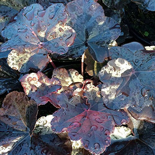 Heuchera Obsidian Coral Bells Alum Root Perennial Garden Plants in Plant Pot (15-30cm Incl. Pot)