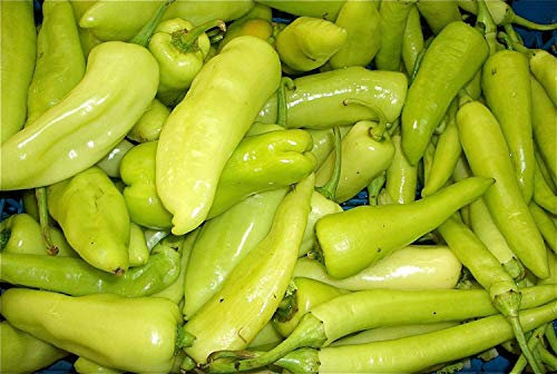 200 Heirloom Banana poivron Jaune Capsicum annuum graines végétales Comb SH