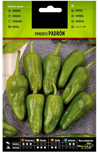Semillas para Producir Pimiento del Padrón de Forma Sencilla en el Hogar