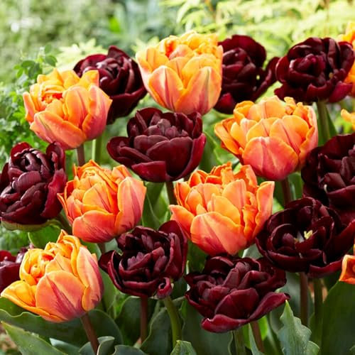 Bulbes de tulipes Black and Orange Mix (20 pièces) Tulipes noires exclusives de Hollande, résistantes au froid et vivaces pour jardins, pots, balcons d'Amsterdam (gros bulbes, pas de graines)