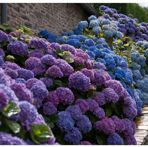 Bulbi di Hydrangea bulbi,piante erbacee perenni,attraenti,bulbi di fiori giganti belli e resistenti,bulbi Di Ortensia Blu,Hydrangea bulbs(senza semi,non artificiali e resistenti)
