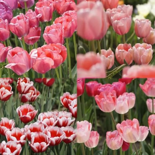 bulbi di tulipani sono perenni resistenti, bulbi di tulipani, decorazione primavera precoce 2pcs