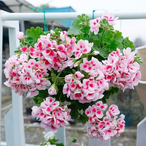 plantas colgantes de geranio - semillas flores silvestres jardín resistentes maceta macetas con flores plantas resistentes para el jardín balcón de 40pcs