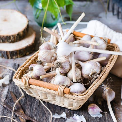 5 pcs elefantenknoblauch， bonsai topf，gartenpflanzen pflanzknoblauch， pflanzen garten，stauden pflanzen balkon pflanzentopf，fensterbank deko geschenke für gartenliebhaber gartenpflanzen