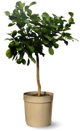 Attitude Jardin - Combava - citrus hystrix - agrume méditerranéen - arbre fruitier - 75-85 cm - ⌀ 22 cm
