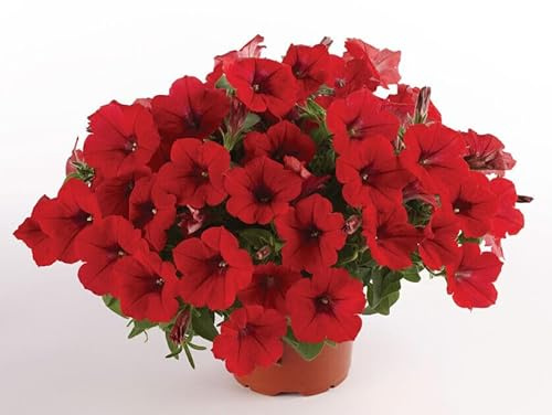 30 SEMI PETUNIA 'Surfinia Deep Red'' semi freschi