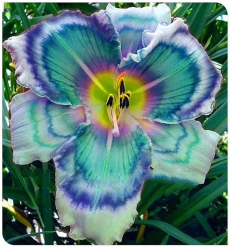 Bulbos de Hemerocallis - Ideal para Borduras Soleadas -Matas Voluminosas y Decorativas - Hemerocallis bulbos-4 Bulbos