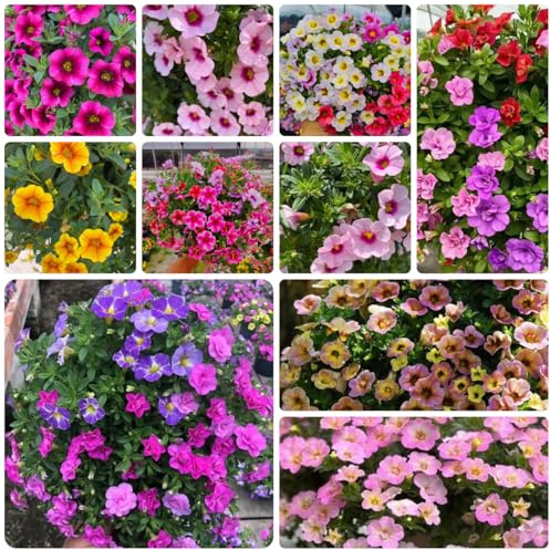 semi di calibrachoa ornamentali per luoghi soleggiati calibrachoa di semi da giardino da balcone balcone tappezzanti, perenni, resistenti 500pcs