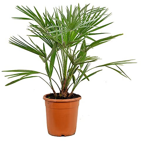 Bloomique - Chamaerops Humilis - Palmier nain européen - Palmier rustique - Plantes de jardin - Hauteur 70-80 cm - Pot 21 cm