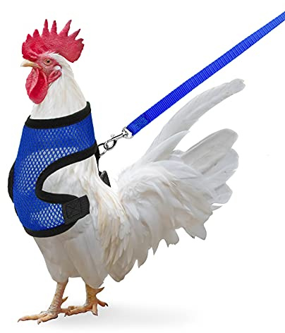 Harnais de Poule avec Laisse Réglable pour Poule Canard Chiot (Bleu, M)