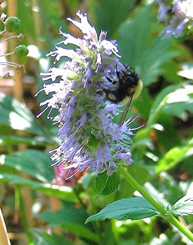 Semi di anice Issopo (2018): agastache anethiodora: fleur sauvage d'Amérique du Nord
