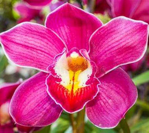 Vivace et brillant : bulbes d'orchidée cymbidium en vrac pour la plantation professionnelle de superbes présentoirs de jardin - 3 bulbes-B