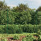 Verderoom Maschendrahtzaun komplettset 1.6 x 10m Maschendrahtzaun 220 cm höhe Gartenzaun komplettset Gartenzaun Maschendrahtzaun set anthrazit Verzinkter Stahl-Grün-2.2 x 10 m