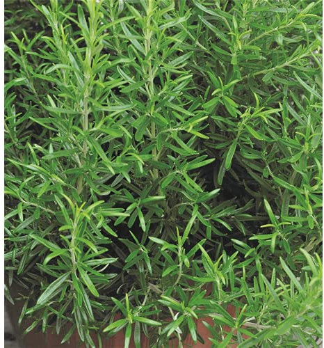 Blumen Eber Rosmarin – Plante de romarin dans un pot de 14 cm