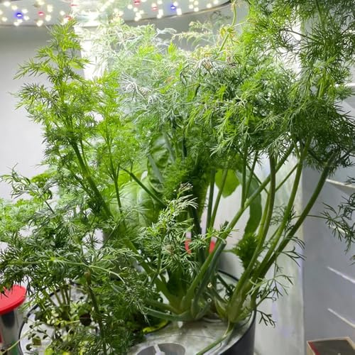 Semi di aneto, balcone con letto di Aneto graveolens, esotiche seminare vecchie varietà per giardino 400pcs