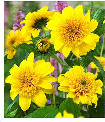 BALDUR Garten Winterharte gefüllte Sonnenblume Happy Days, 1 Pflanze, winterharte Staude, mehrjährig, für Standort in der Sonne geeignet, blühend, Helianthus decapetalus