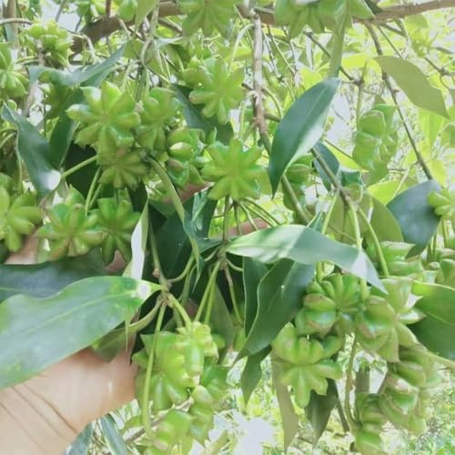 Semillas de anís estrellado orgánico resistentes para balcones de techo verde jardín rocas 25pcs