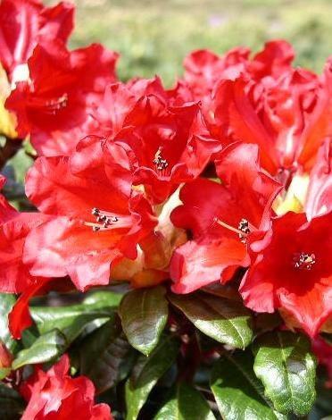 Zwerg Rhododendron repens Scarlet Wonder 20-25 cm hoch 2 L Topf