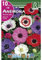 BULBO ANEMONA SIMPLE DE CAEN CORONARIA MEZCLA DE COLORES - 1