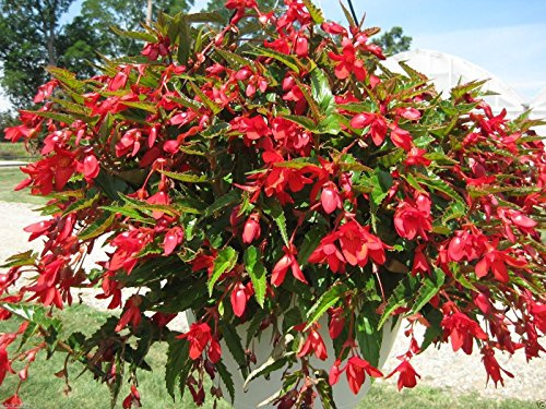 10 Trailing Begonia Seeds,Santa Cruz Sunset,Outstanding Heat, Drought Tolerance