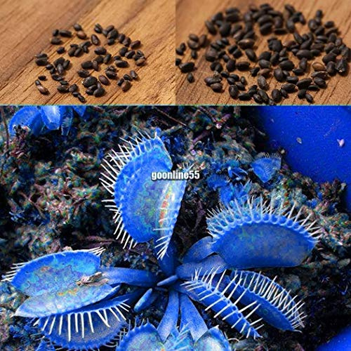Portal Cool 20 Particelle / 1 Borsa: 20/50 Particelle Blu Venere acchiappamosche Dionaea muscipula Semi Carnivora EA9