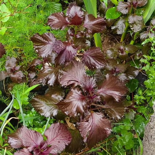 Semillas de shiso, Perilla frutescens, balcón invernadero exóticas semillas de resistentes en invierno jardín 250pcs