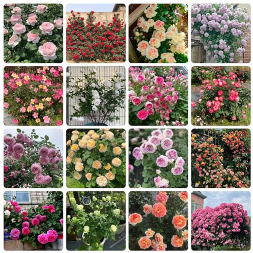 semillas resistentes de rosal, perennes, Rosas trepadoras Variedades antiguas, jardín. 550pcs