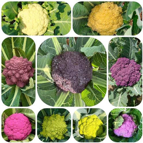 semi di cavolfiore biologici, decorazioni esterno, resistenti varietà antiche 500pcs